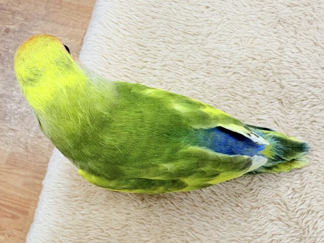 【最新画像更新🪄︎︎💫】愛嬌たっぷり💛カラフルなコザクラインコちゃん(タイガーチェリー) コザクラインコ(小桜インコ)