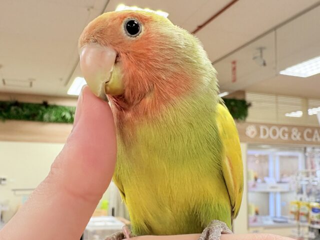 【最新画像更新🪄︎︎💫】愛嬌たっぷり💛カラフルなコザクラインコちゃん(タイガーチェリー) コザクラインコ(小桜インコ)