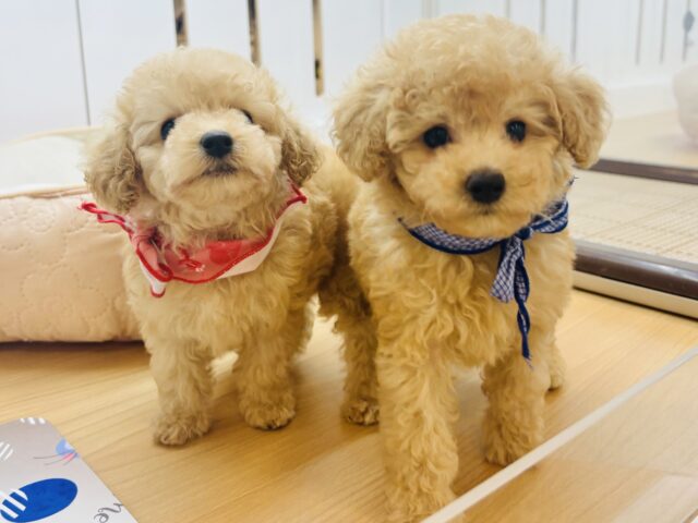 トイプードル