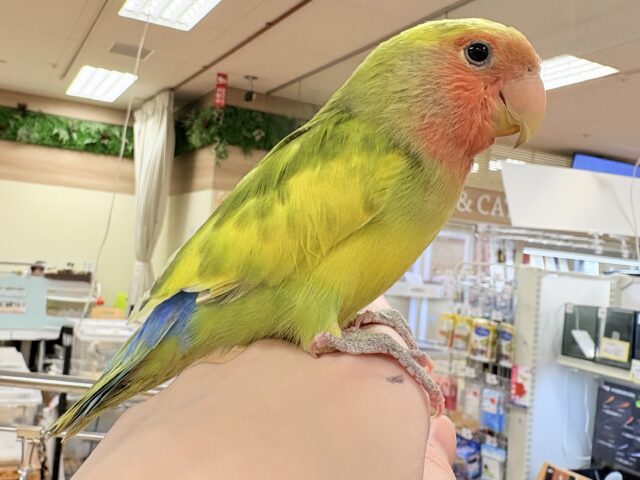 【最新画像更新🪄︎︎💫】愛嬌たっぷり💛カラフルなコザクラインコちゃん(タイガーチェリー) コザクラインコ(小桜インコ)