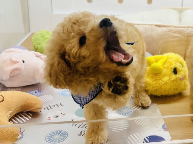 トイプードル