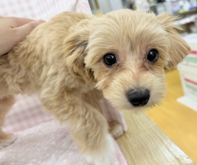 きゅーん！ぎゅっと抱きしめるよ！チワプーちゃん