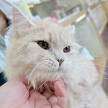 最新画像！抱きしめたくなるミヌエットくん！