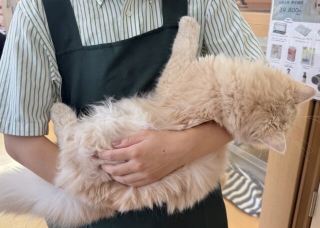ミヌエット