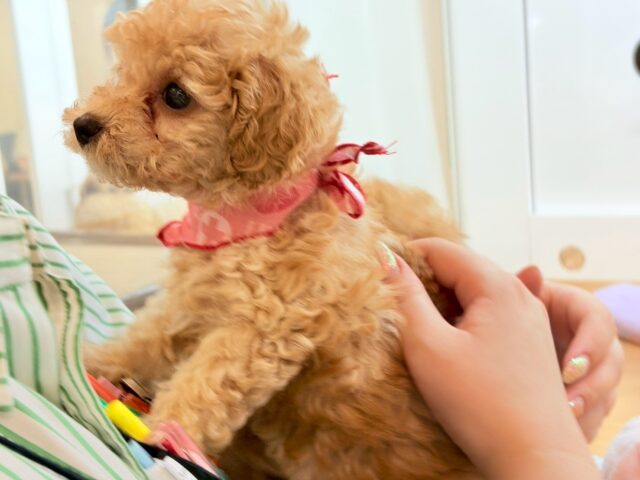 トイプードル