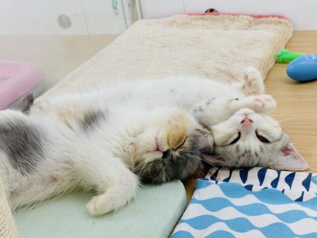 エキゾチック
