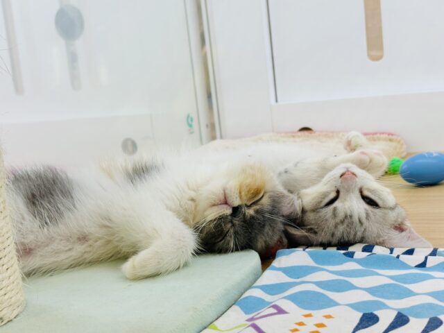 エキゾチック