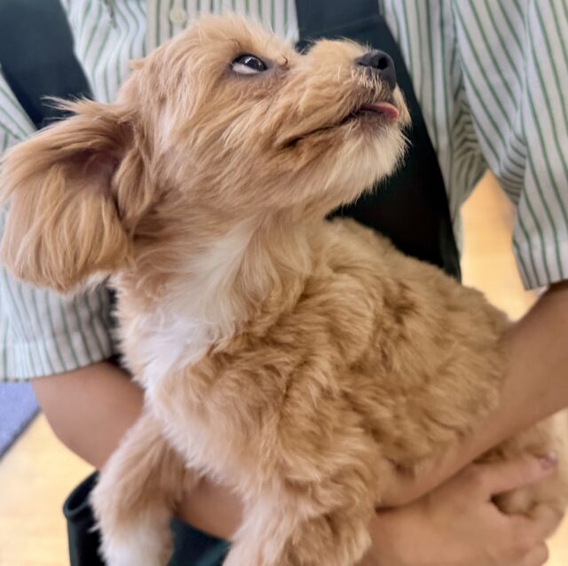 最新画像!きゅーん!ぎゅっと抱きしめるよ!チワプーちゃん チワプー