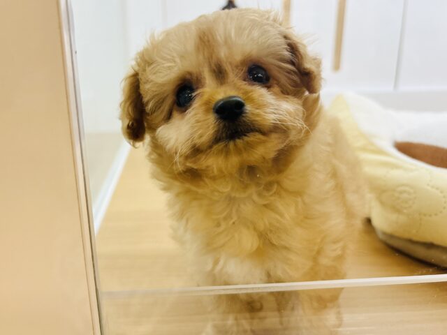チワプー