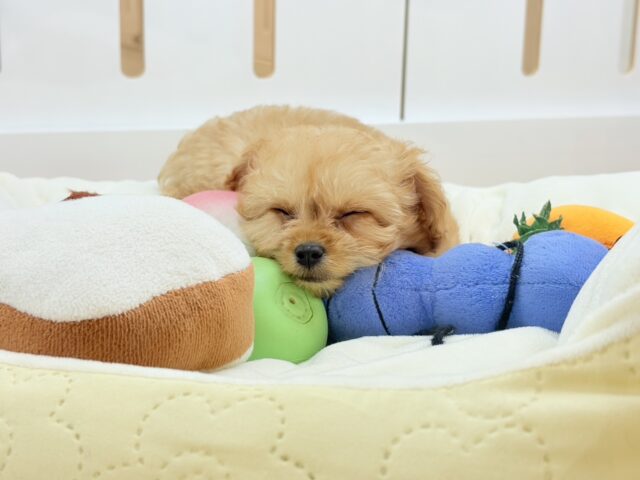 チワプー