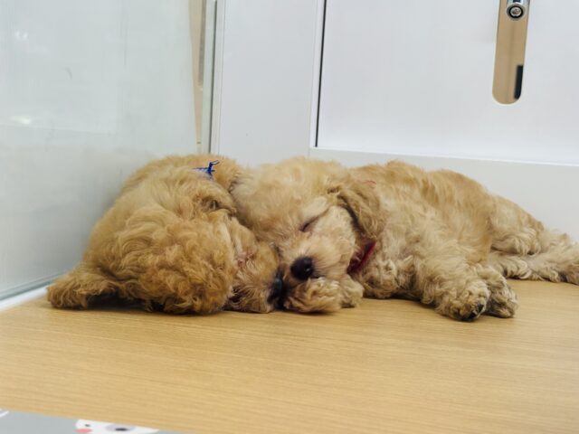 トイプードル