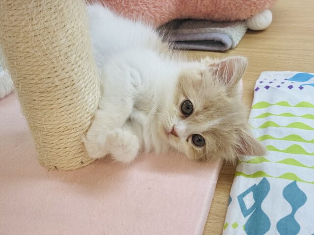 サイベリアン