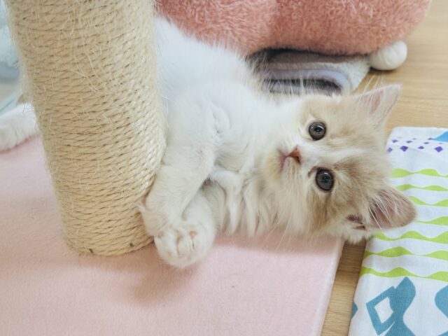 サイベリアン