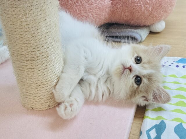 サイベリアン