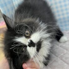 最新画像📷パンダカラーのフォールデックス🐼