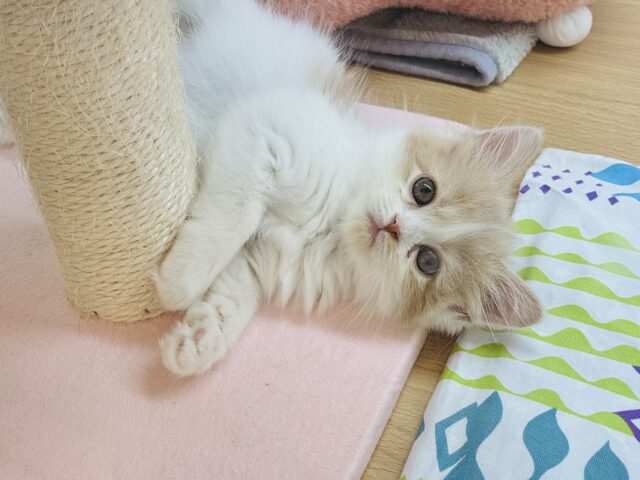 サイベリアン