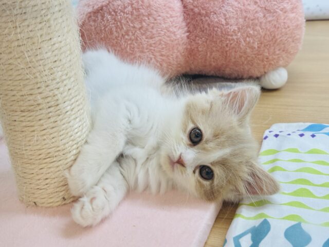 サイベリアン