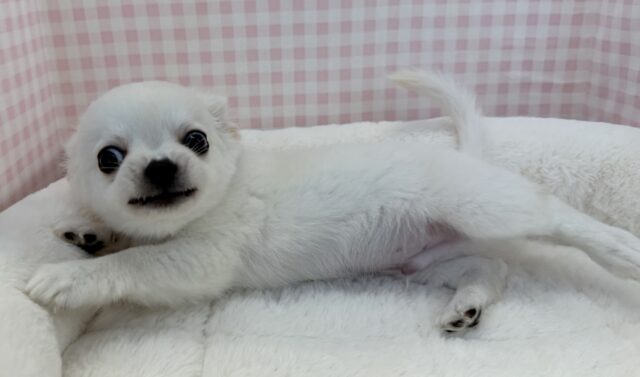 チワワ