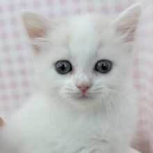 甘々❤️スコティッシュフォールドちゃん！