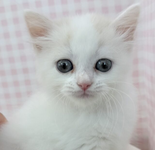 甘々❤️スコティッシュフォールドちゃん！