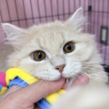 最新画像！抱きしめたくなるミヌエットくん！
