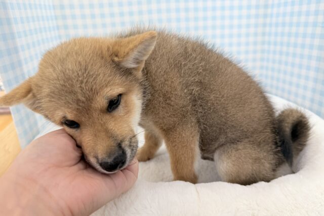 柴犬