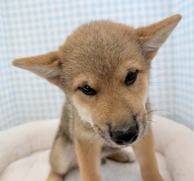 柴犬