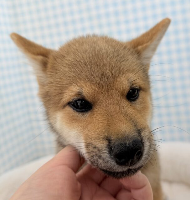 柴犬