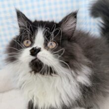 最新画像📷パンダカラーのフォールデックス🐼