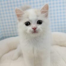 甘々❤️スコティッシュフォールドちゃん！