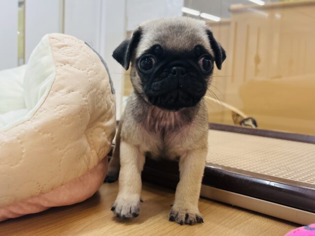 パグ
