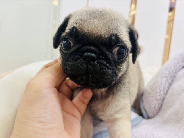 パグ