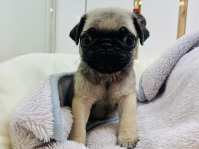 パグ