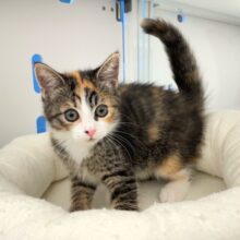 三毛猫にゃん🐈ミヌエット(キャリコ)💖女の子💖2025年5月31日生まれ