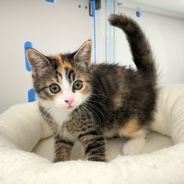 三毛猫にゃん🐈ミヌエット(キャリコ)💖女の子💖2025年5月31日生まれ