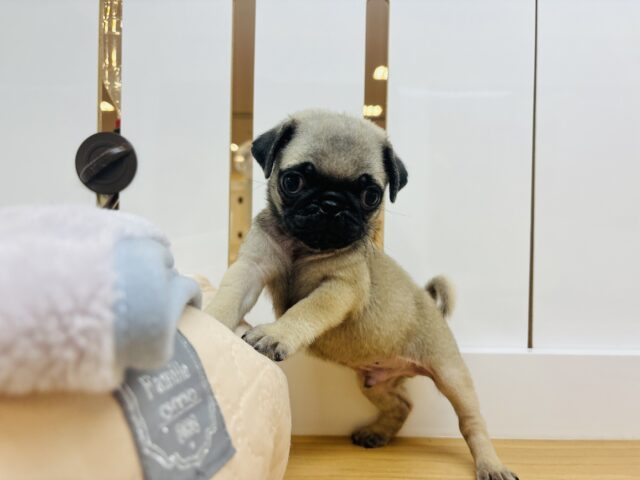 パグ