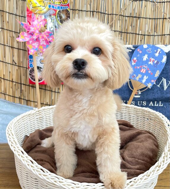 🐾マイペースBOY🐾ハーフ犬(ペキニーズ✖️トイプードル)🩵男の子🩵2025年2月1日生まれ