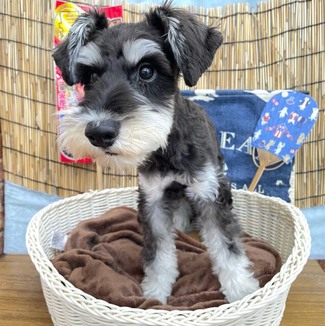 いい眉毛だぞぉ✨ミニチュアシュナウザー(ブラック&シルバー)🖤🩶男の子💙2025年4月1日生まれ ミニチュアシュナウザー