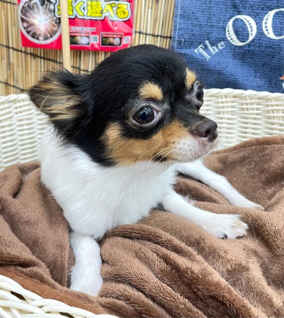 チワワ