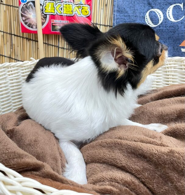 チワワ