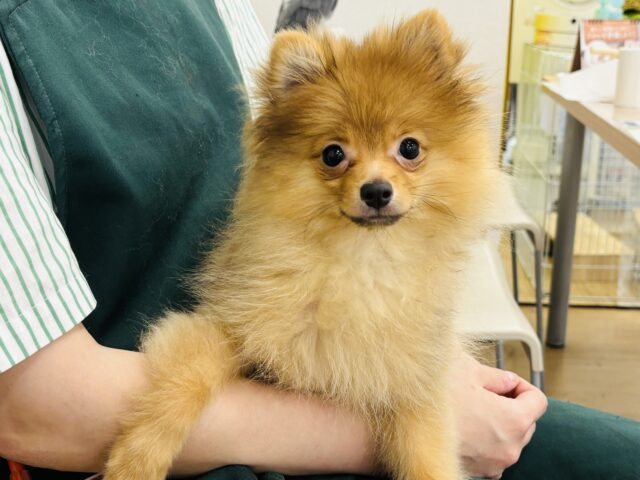 ポメラニアン
