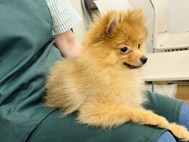 ポメラニアン