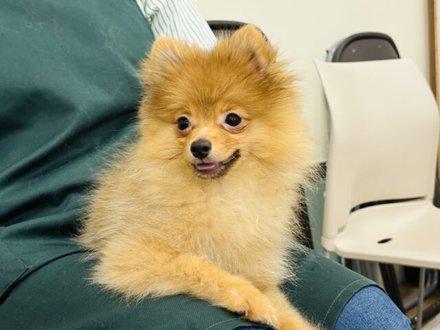 ポメラニアン