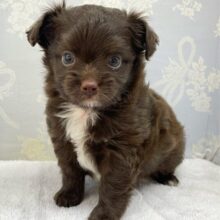寝るのが1番ⳣ₹(⸝⸝⸝-  -⸝⸝⸝ )💤ハーフ犬(チワワ✖️トイプードル)(チョコレート)🍫男の子💙2025年6月28日生まれ