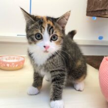 三毛猫にゃん🐈ミヌエット(キャリコ)💖女の子💖2025年5月31日生まれ