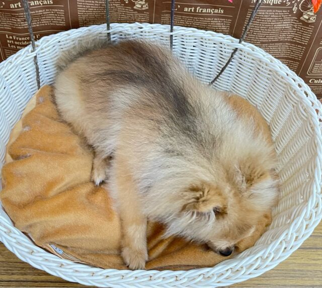 ポメラニアン