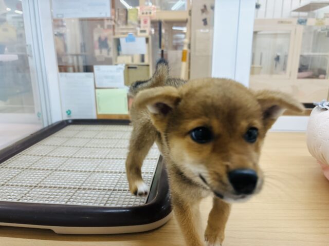 柴犬