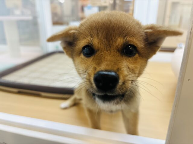柴犬