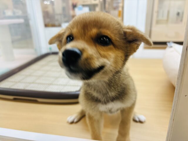 柴犬