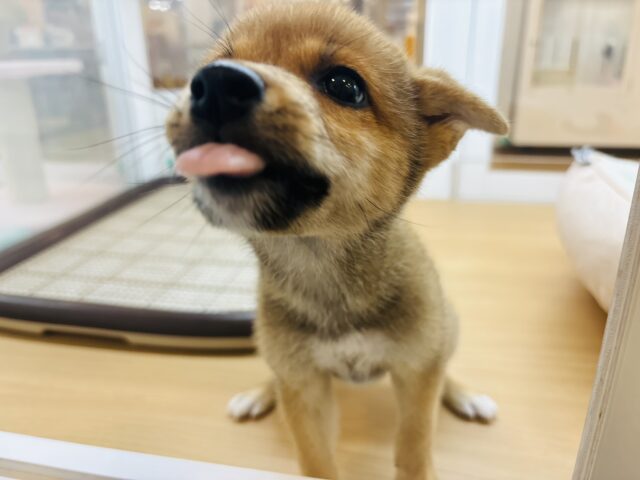 柴犬